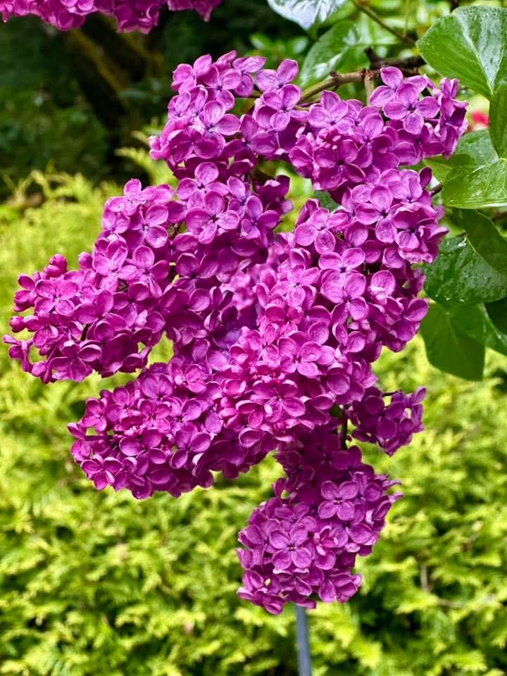 Nature as a cure for illnesses